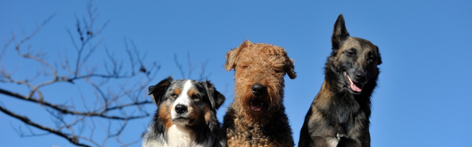 Speciaal aankomen wees gegroet bungalow met hond | bungalows honden welkom | Vakantie met Hond